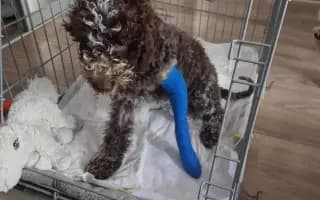 Podporte Braňa – psíka, ktorý bojuje o spravodlivosť aj o nový začiatok