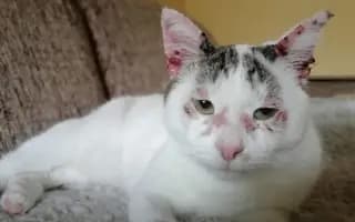 Zachráňme Miniho a dajme šancu aj tým, čo prídu po ňom
