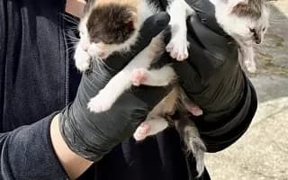 Pomôžte Bridget Mačičkovej vyrovnať veterinárny účet a ďalej pomáhať mačičkám